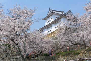 Fototapeta premium Tsuyama castle with sakura blooming season