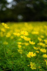 flower_レモンブライト