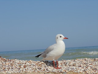 Close-up young seagull on the sand against the background of the sea