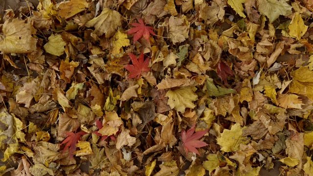 A blower clearing fallen Autumn leaves from a composite deck.