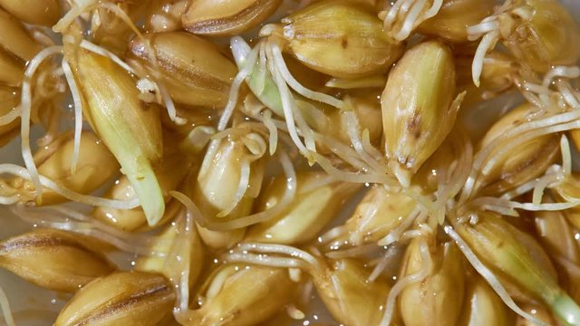 Organic grains of malted barley to prepare beer