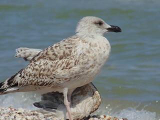 Seagulls close-up against the background of the sea