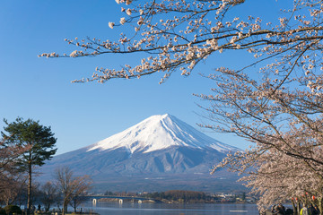 Mt.Fuji with sakura blooming season
