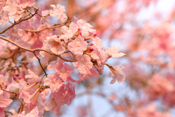 Pink tabebuia rosea flower.