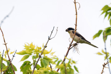 Lesser grey shrike or Lanius minor rests on branch