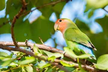 Rosy-faced lovebird perches on branch close up