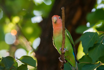 Rosy-faced lovebird perches on branch close up