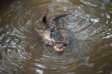 otter in chiangmai zoo thailand