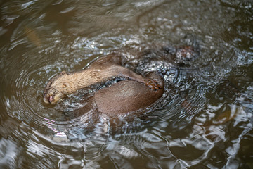 otter in chiangmai zoo thailand