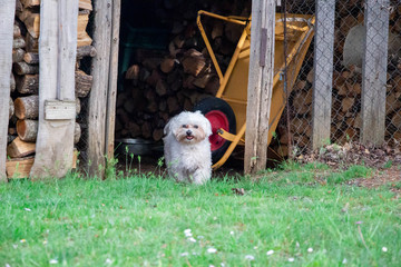 La libertà nello sguardo di un piccolo cane.