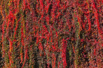 Colorful ivy leaves, autumn background, close-up