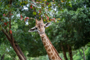 giraffa in chiangmai zoo thailand
