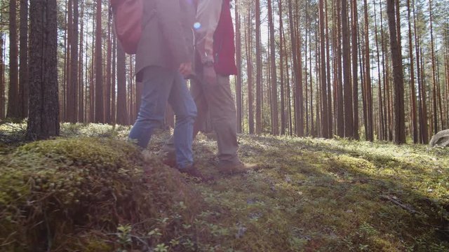 Tilt up of pair of aged tourists walking together in forest