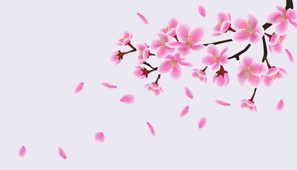Blooming Japanese sakura, petals of pink flowers fly and fall.
