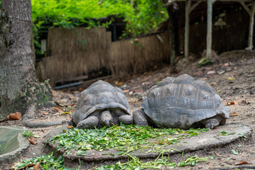 Naklejka premium turtle in chiangmai zoo thailand