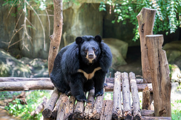 Obraz na płótnie Canvas bear in chiangmai zoo