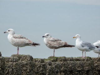 Möwe Nahaufnahme Holland Strand