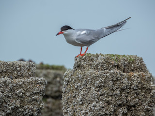 Möwe Nahaufnahme Holland Strand