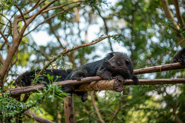 Bearcat in chiang mai zoo thailand