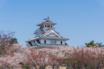 Nagahama castle with sakura blooming season