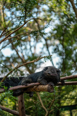 Bearcat in chiang mai zoo thailand
