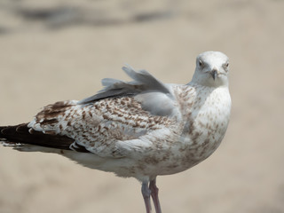 Möwe Nahaufnahme Holland Strand