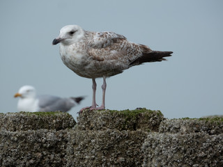 Möwe Nahaufnahme Holland Strand