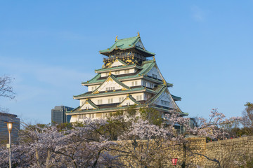 Fototapeta na wymiar Osaka castle with sakura blooming