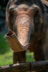 elephant in the chiangmai zoo thailand