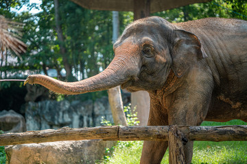 Obraz premium elephant in the chiangmai zoo thailand