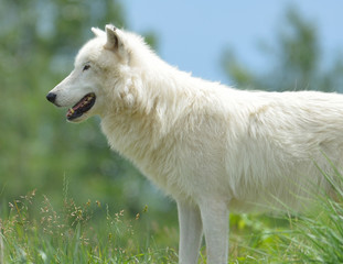 Obraz premium Arctic Wolf Portrait Closeup in the summer