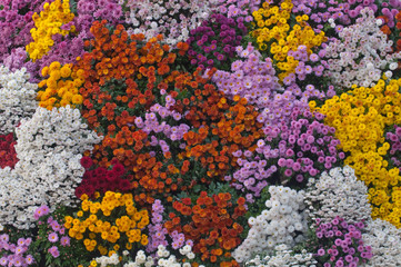 Such different and very beautiful chrysanthemums
