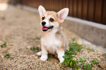 Welsh corgi pembroke puppy playing in the yard