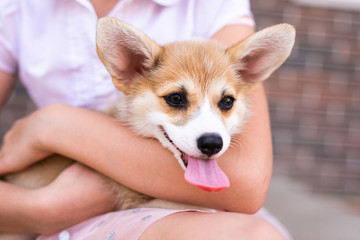 Tired welsh corgi pembroke puppy lying on its owners leg