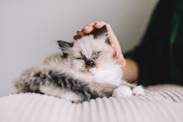 Young Ragdoll cat stroked by woman's hand. Friendship
