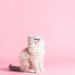 Gordijnen Ragdoll cat, small cute kitten portrait on pink background © Photocreo Bednarek