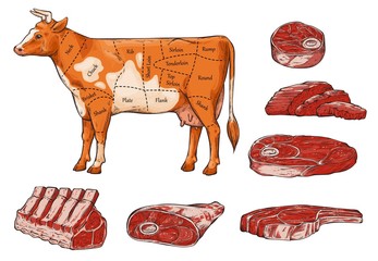 Set of beef meat and steaks, slices and a cow.