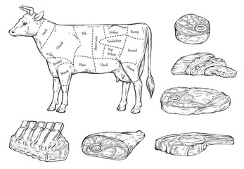 Meat cuts diagram for butcher shop line sketch vector illustration isolated.