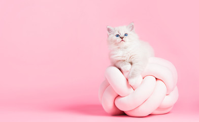 Ragdoll cat, small cute kitten portrait on funny pillow. Pink background