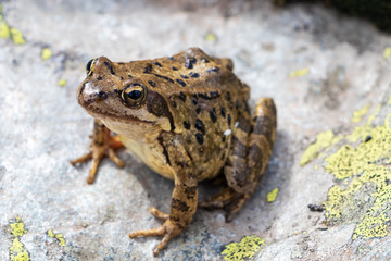 Brown frog on a stone at the mountain.