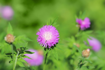 purple cornflower on blurred background plants