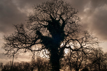 Tree Silhouette at Sunset