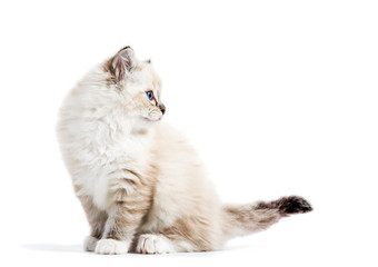 Ragdoll cat, small kitten portrait isolated on white background