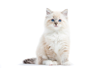 Ragdoll cat, small kitten portrait isolated on white background - obrazy, fototapety, plakaty
