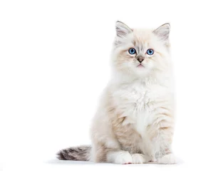 Foto op Canvas Ragdoll cat, small kitten portrait isolated on white background © Photocreo Bednarek