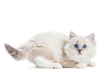 Ragdoll cat, small funny kitten play isolated on white background