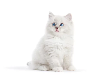 Fototapeten Ragdoll cat, small white kitten portrait isolated on white background © Photocreo Bednarek