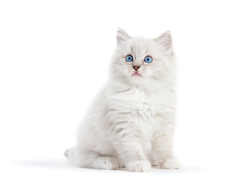 Ragdoll cat, small white kitten portrait isolated on white background