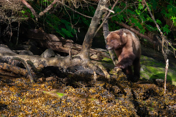 Grizzly Bear in British Columbia Great Bear Rainforest