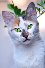 Cats, Alley Cats, Stray Cats